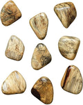 Uttermost Pebbles Set of Nine Blonde Wd Wall Decor