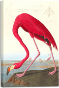 Wieco Art Canvas Print Wall Art American flamingo by John James Audubon The Birds of America Reproductions Art Print Picture Artwork for Living Room Bedroom Home Kitchen Decorations